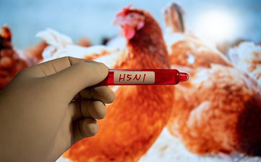 Пандемия птичьего гриппа распространяется в "замедленной съемке"