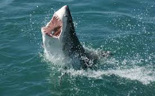 Подросток чудом пережил нападение акулы